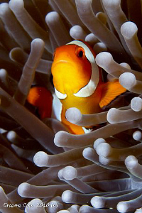 Clown fish taken at Menjangen Island Bali with Canon 7D w... by Graeme Cole 